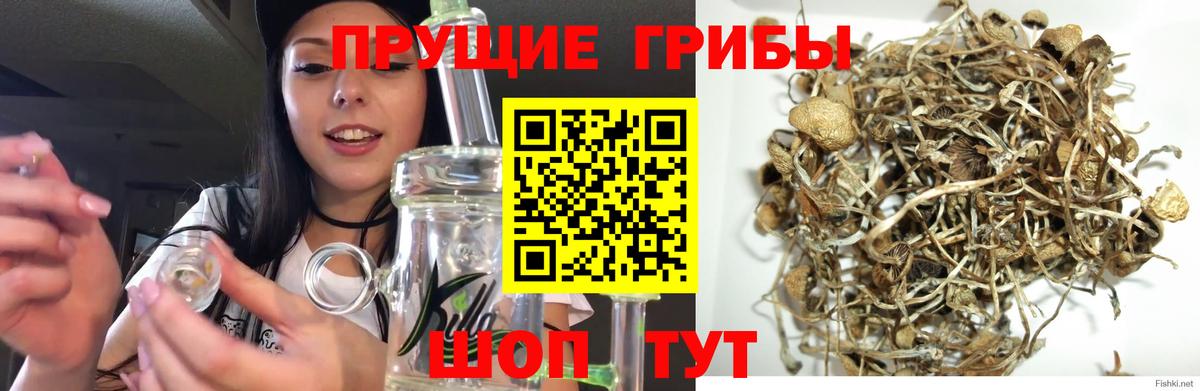 Фрязино  Псилоцибиновые грибы мухоморы  Вход с VPN 